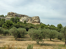 olive2013.jpg