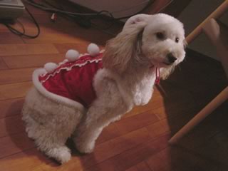 �N���X�}�X